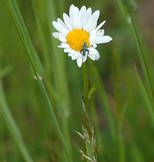 Grner Scheinbockkfer - Oedemera nobilis