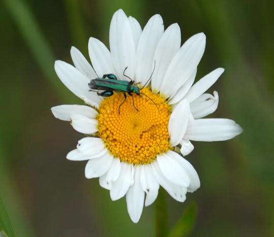 Grner Scheinbockkfer - Oedemera nobilis