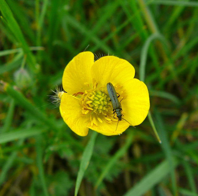 Grnlicher Scheinbockkfer - Oedemera lurida