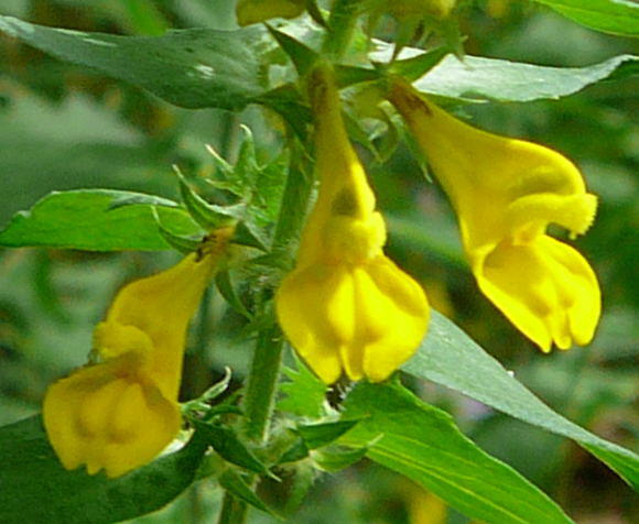 Hain-Wachtelweizen - Artengruppe: Melampyrum nemorosum agg.