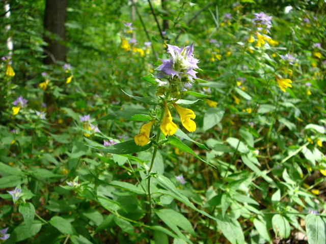 Hain-Wachtelweizen - Artengruppe: Melampyrum nemorosum agg.