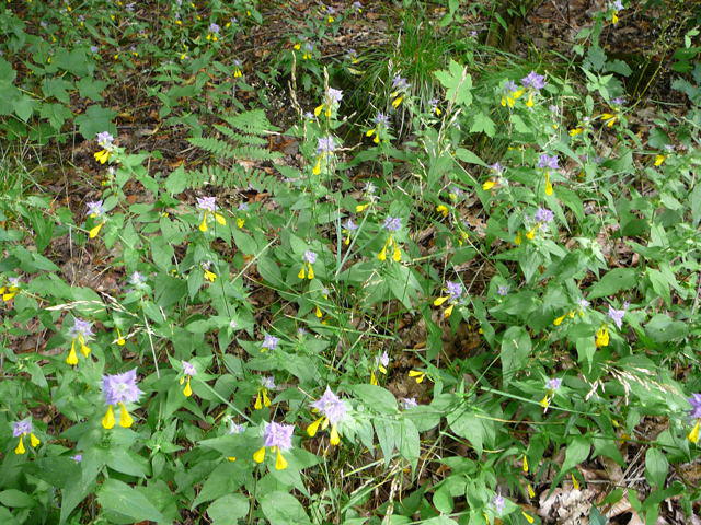 Hain-Wachtelweizen - Artengruppe: Melampyrum nemorosum agg.