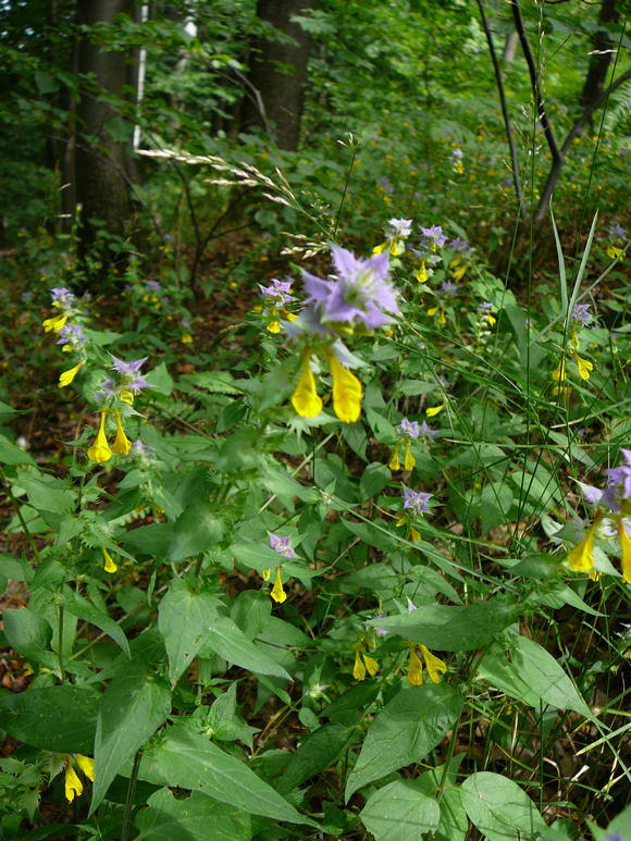 Hain-Wachtelweizen - Artengruppe: Melampyrum nemorosum agg.