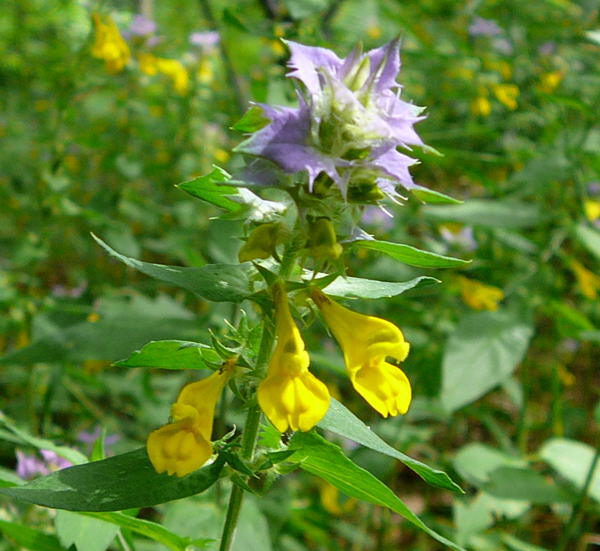 Hain-Wachtelweizen - Artengruppe: Melampyrum nemorosum agg.