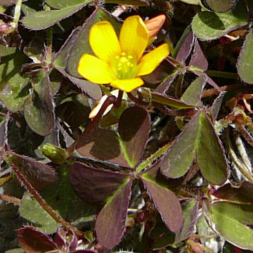 Hornfrchtiger Sauerklee - Oxalis corniculata