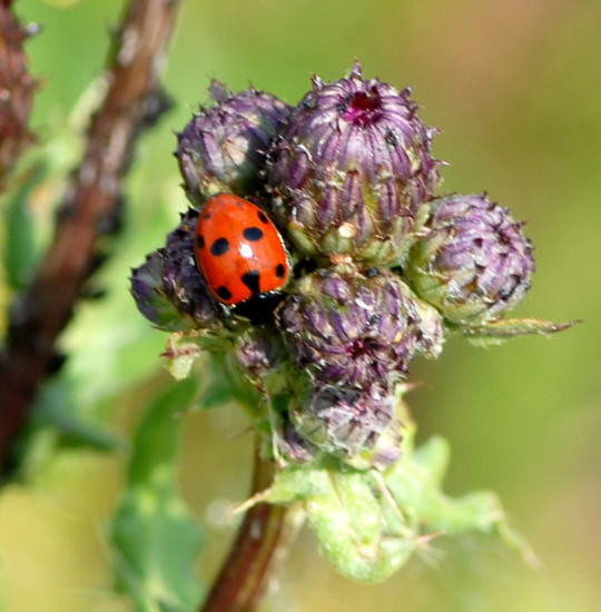 Hgel-Marienkfer - Hippodamia undecimnotata