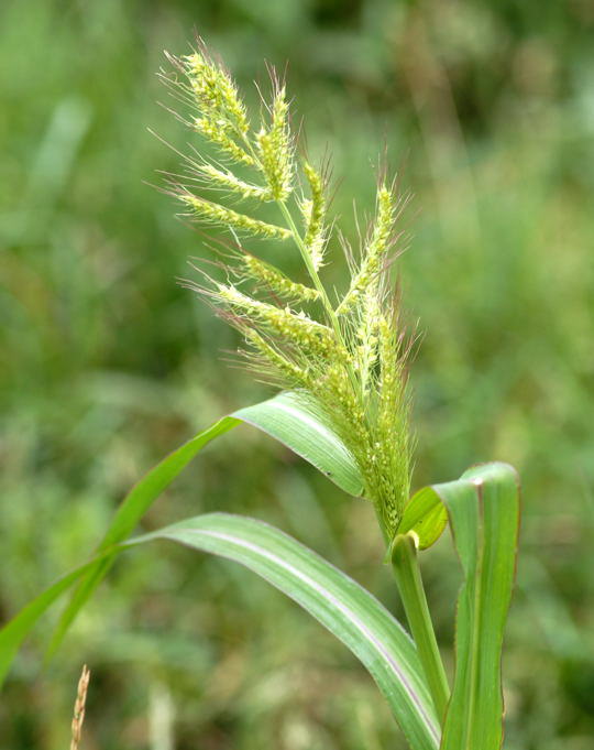 Gemeine Hhnerhirse - Echinochloa crus-galli