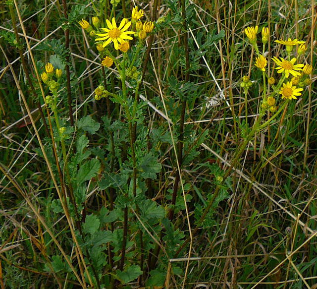 Jakobs-Greiskraut (-Kreuzkraut) - Senecio jacobaea 