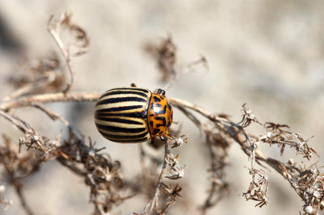 Kartoffelkfer - Leptinotarsa decemlineata