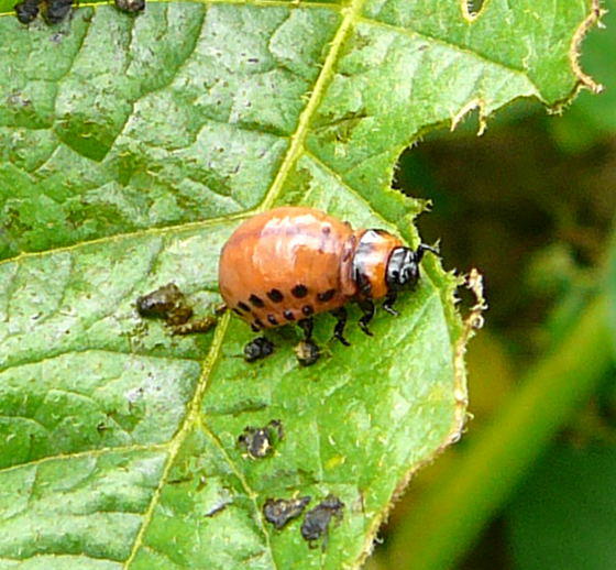 Kartoffelkfer, Larve - Leptinotarsa decemlineata