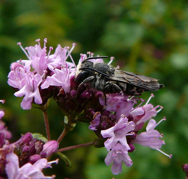 Kegelbiene - Coelioxys cf. aurolimbata 