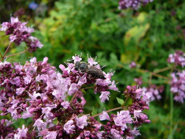 Kegelbiene - Coelioxys cf. aurolimbata 