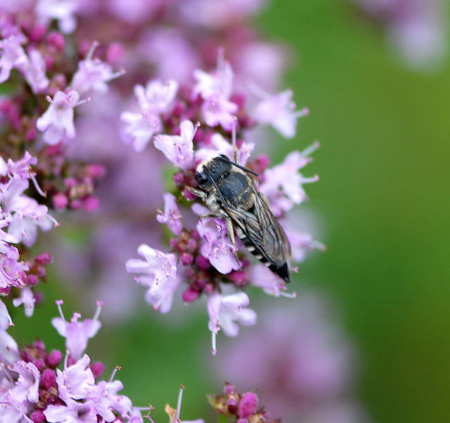 Kegelbiene - Coelioxys cf. aurolimbata 