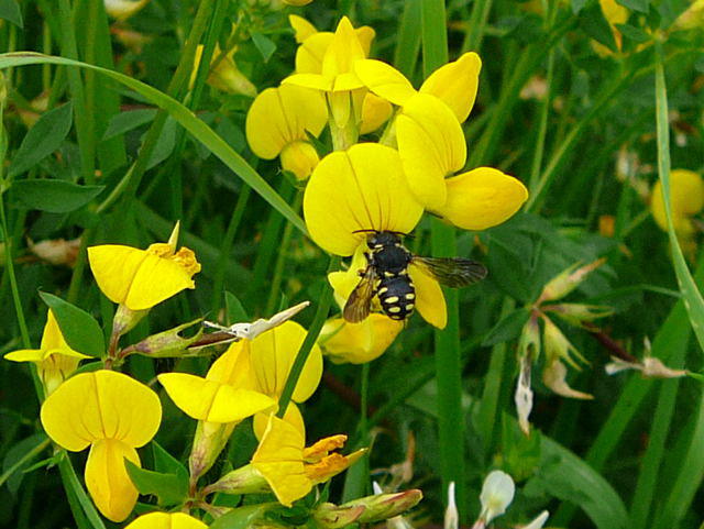 Kleine Harzbiene - Anthidium strigatum 