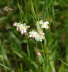 Kleine Mdes - Filipendula vulgaris