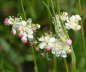 Kleine Mdes - Filipendula vulgaris