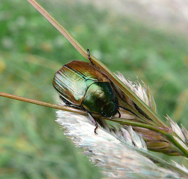 Kleiner Julikäfer - Anomala dubia