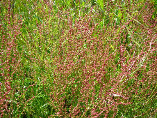 Kleiner Sauerampfer (Rumex acetosella) Mai 2008 Htt-Lorsch 024