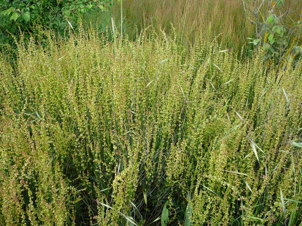 Kleiner Sauerampfer (Rumex acetosella) Nikon Mai 09 Schmetterlinge u