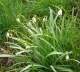 Kleines Schneeglckchen - Galanthus nivalis