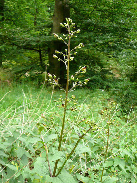 Knotige Braunwurz - Scrophularia nodosa