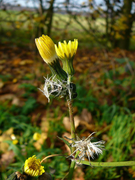Kohl-Gänsedistel - Sonchus oleraceus