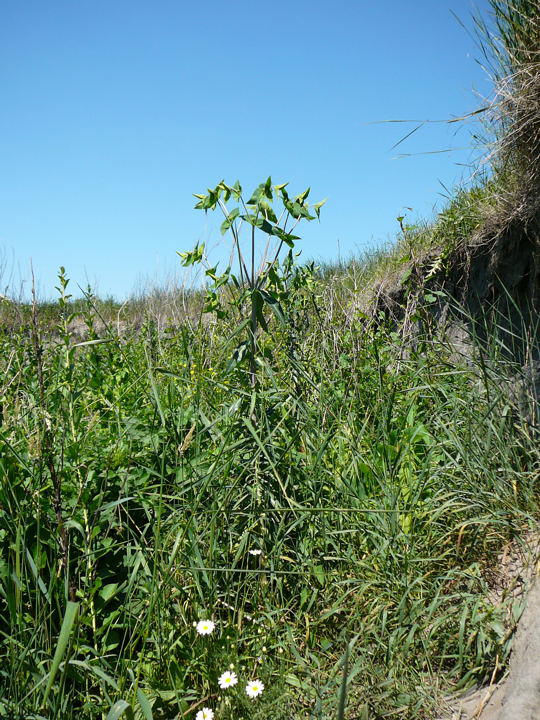 Kreuzblttrige Wolfsmilch - Euphorbia lathyris