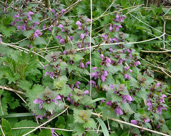 Gefleckte Taubnessel - Lamium maculatum