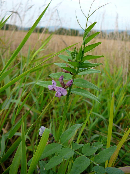 Zaun-Wicke - Vicia sepium