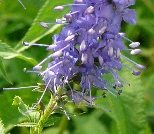 Langblttriger Blauweiderich - Pseudolysimachium longifolium