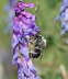 Langhornbiene - Eucera longicornis