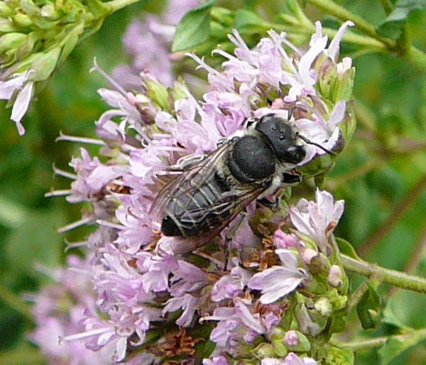 Luzerne-Blattschneiderbiene - Megachile rotundata