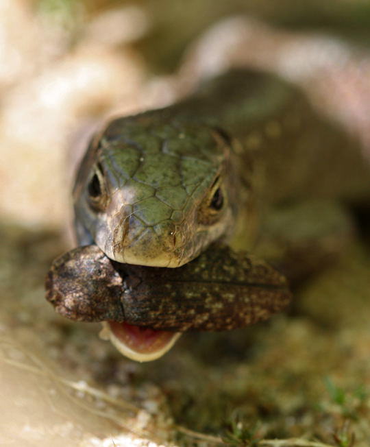 Mausgrauer Schnellkfer - Agrypnus murinus