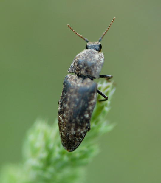 Mausgrauer Schnellkfer - Agrypnus murinus