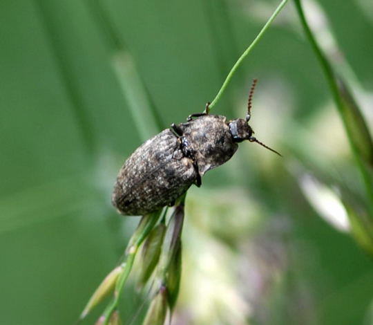 Mausgrauer Schnellkfer - Agrypnus murinus