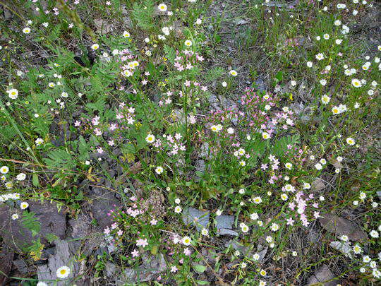 Echtes Tausengüldenkraut - Centaurium erythraea