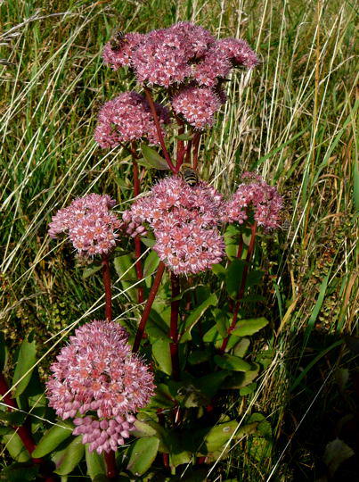 Große Fetthenne - Sedum maximum