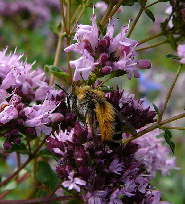 Raufige Hosenbiene - Dasypoda hirtipes