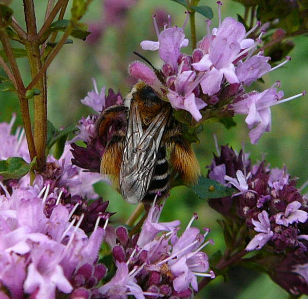 Raufige Hosenbiene - Dasypoda hirtipes