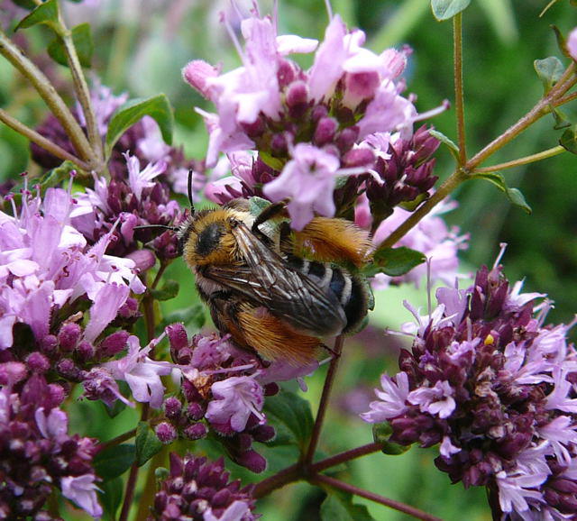 Raufige Hosenbiene - Dasypoda hirtipes