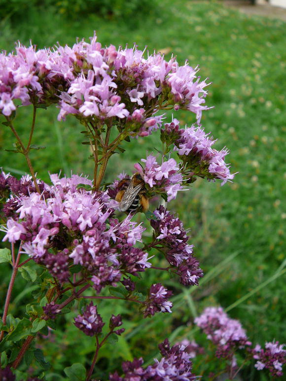 Raufige Hosenbiene - Dasypoda hirtipes