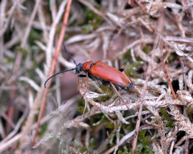 Rothalsbock, Weibchen - Leptura rubra
