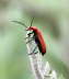 Rotkpfiger Feuerkfer - Pyrochroa serraticornis