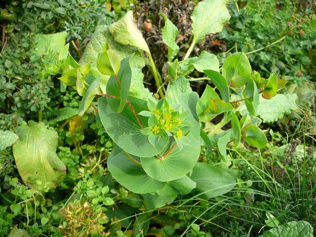 Rundblttrige Hasenohr - Bupleurum rotundifolium