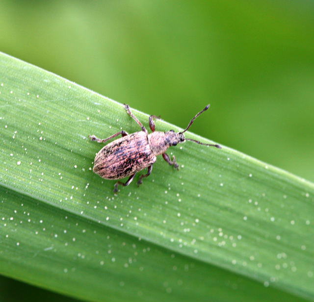 Rüsselkäfer - Phyllobius cf pyri