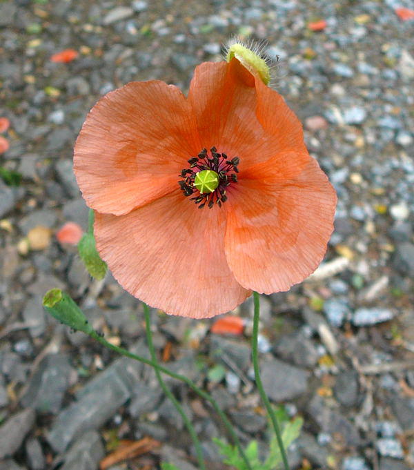 Saat-Mohn - Papaver dubium 