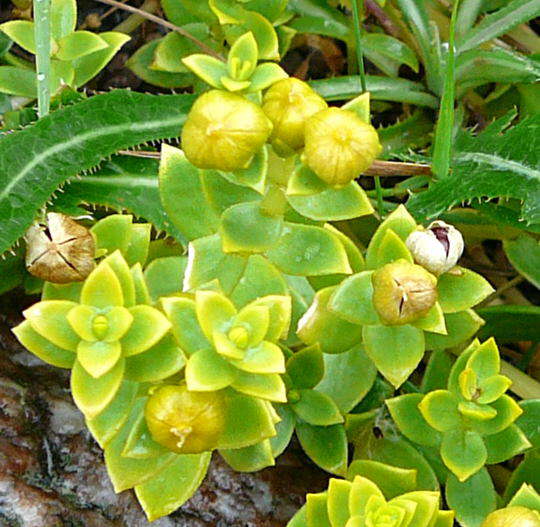 Salzmiere - Honckenya peploides