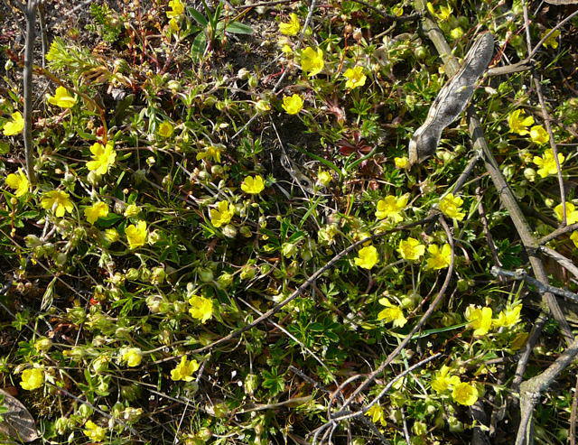 Sand-Fingerkraut - Potentilla cenerea (incana)