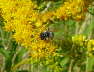 Sandbiene - Andrena cf. denticulata