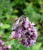 Sandbiene - Andrena carbonaria 